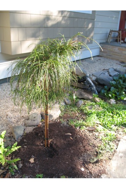 Туя складчаста Віпкорд на штамбі посадка